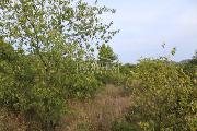   , , mala slika 6